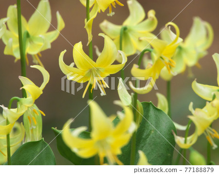 Kibana Katakuri in full bloom 77188879