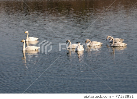 Parent and child of tundra swan, break on the way Parent and child of tundra swan, break on the way 77188951