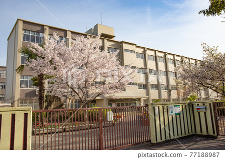 Cherry blossoms in full bloom at the elementary school gate in fine weather 77188987