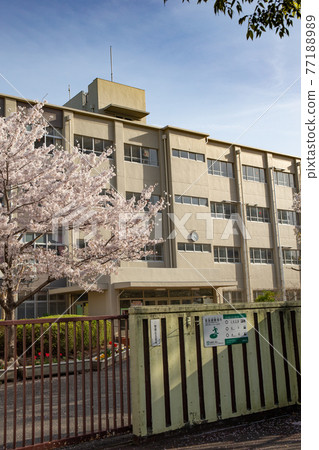 晴好時小學門口櫻花盛開 晴好時小學門口櫻花盛開 77188989