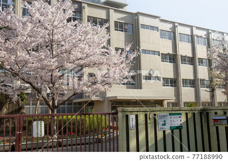 晴好時小學門口櫻花盛開 晴好時小學門口櫻花盛開 77188990