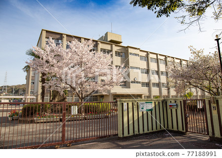晴好時小學門口櫻花盛開 晴好時小學門口櫻花盛開 77188991