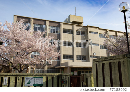 晴好時小學門口櫻花盛開 晴好時小學門口櫻花盛開 77188992