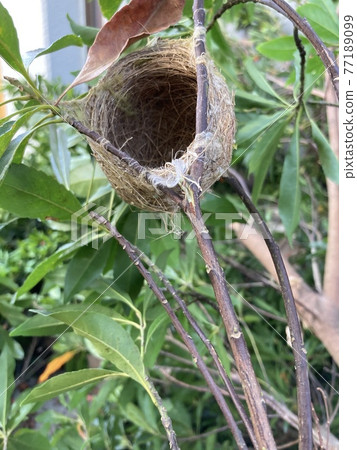 bird's Nest bird's Nest 77189099