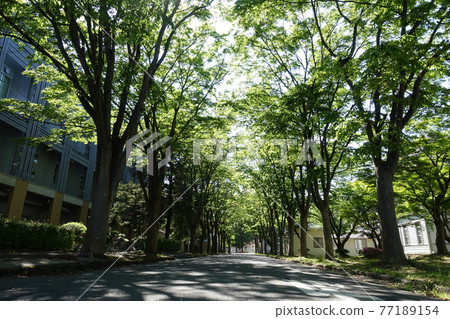 原米澤高等技術學校本館山形大學工學部並木櫸樹 原米澤高等技術學校本館山形大學工學部並木櫸樹 77189154