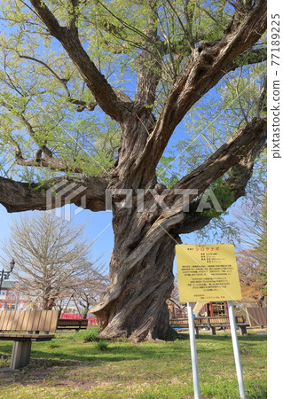 京城公園的白柳 京城公園的白柳 77189225