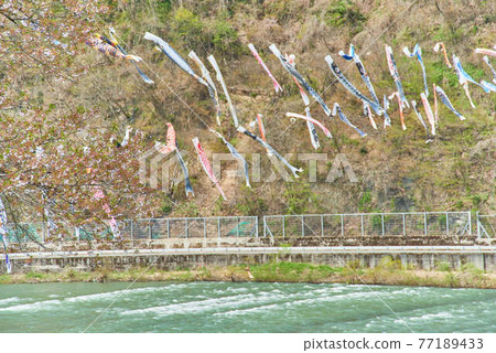兒童節 山形縣白高町最上河戀之堀 兒童節 山形縣白高町最上河戀之堀 77189433