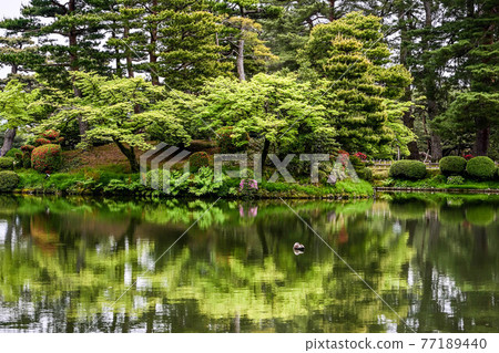 新鮮的綠色Kenrokuen 新鮮的綠色Kenrokuen 77189440