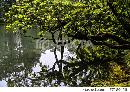 Fresh green Kenrokuen Fresh green Kenrokuen 77189456