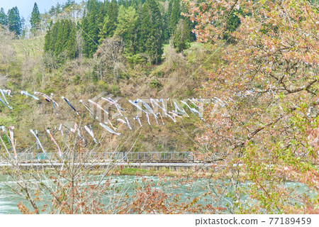 兒童節 山形縣白高町最上河戀之堀 兒童節 山形縣白高町最上河戀之堀 77189459