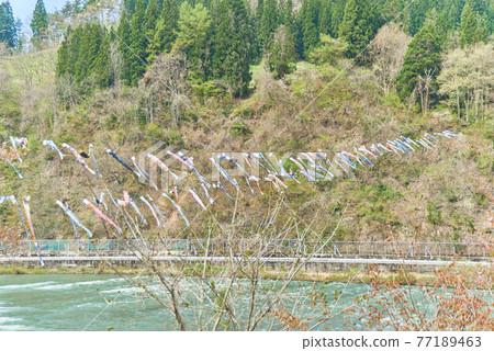 Children's Day Koinobori Mogami River, Shirataka Town, Yamagata Prefecture Children's Day Koinobori Mogami River, Shirataka Town, Yamagata Prefecture 77189463