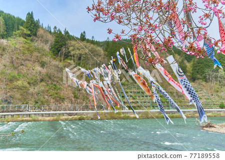 Children's Day Carp streamer Mogami River, Shirataka Town, Yamagata Prefecture Children's Day Carp streamer Mogami River, Shirataka Town, Yamagata Prefecture 77189558