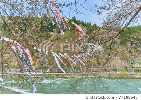 山形縣兒童節端午節最上河鯉魚旗 山形縣兒童節端午節最上河鯉魚旗 77189645