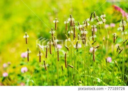 春天野花 Ribwort 車前草自然形象 77189726