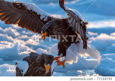 知床冬天 77189795