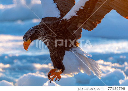 知床冬天 77189796