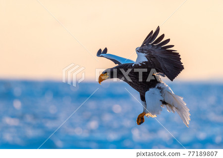 Shiretoko winter Shiretoko winter 77189807