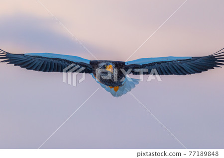 Shiretoko winter Shiretoko winter 77189848