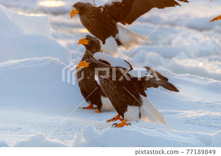 Shiretoko winter 77189849