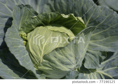 Cabbage field Cabbage field 77190125