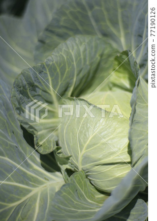 Cabbage field 77190126