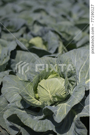 Cabbage field Cabbage field 77190127