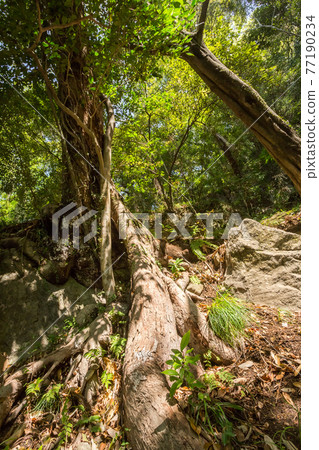 A big tree that grows powerfully from the earth A big tree that grows powerfully from the earth 77190234