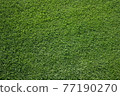 Bright green grass 77190270