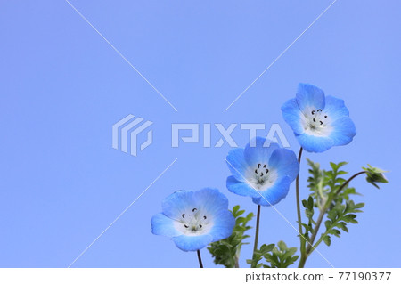 Home potted nemophila Home potted nemophila 77190377
