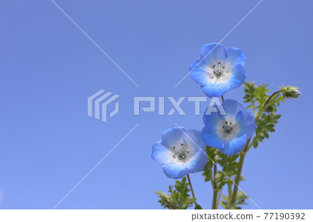 家庭盆栽花粉蝨 家庭盆栽花粉蝨 77190392