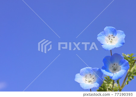 家庭盆栽花粉蝨 家庭盆栽花粉蝨 77190393