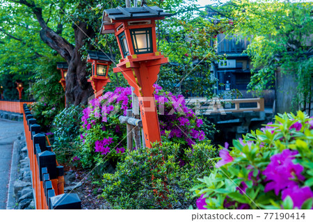 Photographing the fresh green of Gion Shirakawa, Higashiyama-ku, Kyoto 77190414