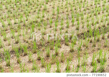 Rice field after harvesting Rice field after harvesting 77190652