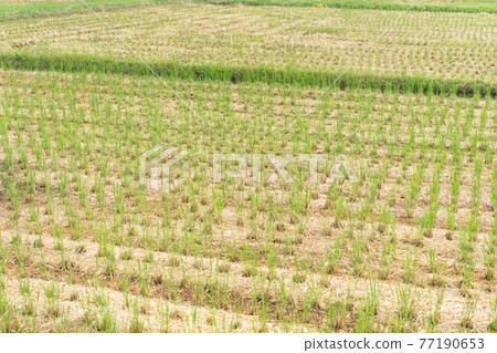 Rice field after harvesting Rice field after harvesting 77190653