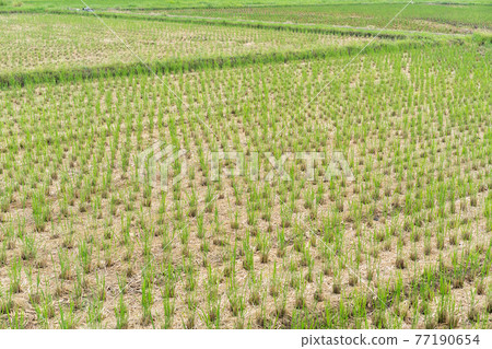 Rice field after harvesting 77190654