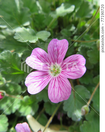 Princess Furosou blooming in the flowerbed 77190720