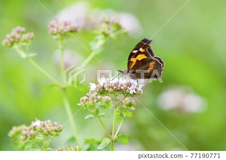 Tenured butterfly 77190771