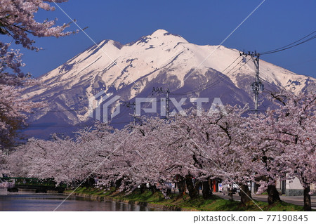Hirosaki Park, Hirosaki City, Aomori Prefecture Sakura and Mt. Iwaki in Hirosaki Castle Hirosaki Park, Hirosaki City, Aomori Prefecture Sakura and Mt. Iwaki in Hirosaki Castle 77190845