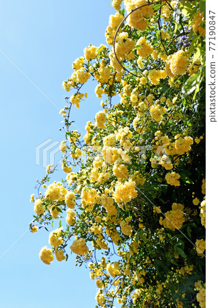 Mockybara (rosewood) Mockybara (rosewood) 77190847