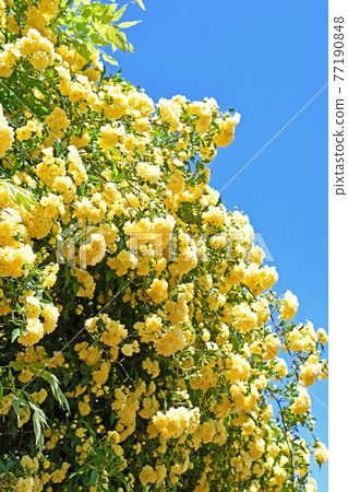 Mockybara（紅木） 77190848