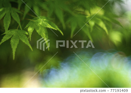 楓葉青葉和花粉蝶圓形模糊 楓葉青葉和花粉蝶圓形模糊 77191409
