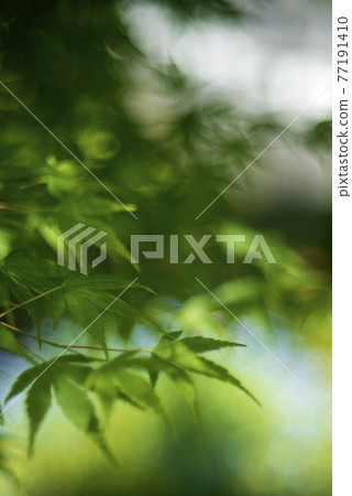 楓葉青葉和花粉蝶圓形模糊 楓葉青葉和花粉蝶圓形模糊 77191410