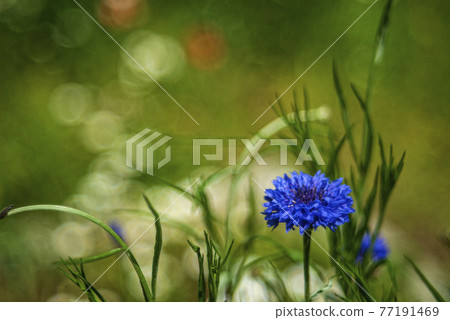 Blue dianthus on the flowerbed in the park 77191469