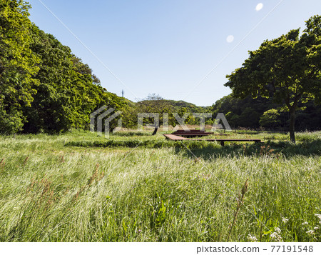 Fresh green dazzling spring of Koajiro no Mori in the unexplored region of Miura City, Kanagawa Prefecture, on the Shonan Miura Peninsula Fresh green dazzling spring of Koajiro no Mori in the unexplored region of Miura City, Kanagawa Prefecture, on the Shonan Miura Peninsula 77191548
