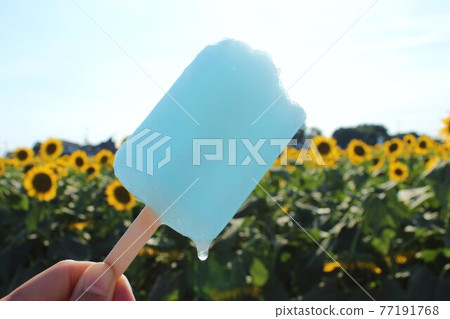 Special ice cream to eat in the sunflower field 77191768