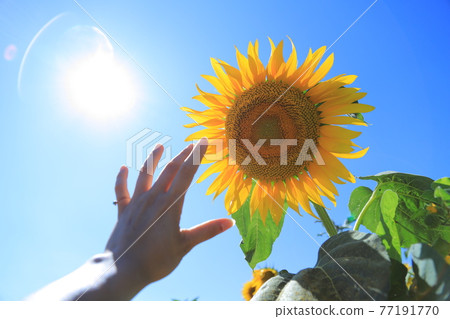 The sun and sunflowers that make you want to reach out The sun and sunflowers that make you want to reach out 77191770