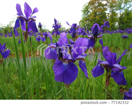 Ayame in full bloom Ayame in full bloom 77192332