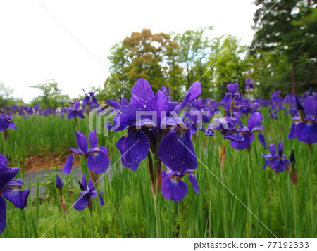 Ayame in full bloom Ayame in full bloom 77192333