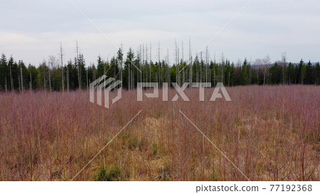 Aerial bark wood beetle drone pest Ips typographus dead spruce tree, planting of fast-growing white birch trees Betula pendula silver birch, warty birch, European white birch flying fly flight show 77192368