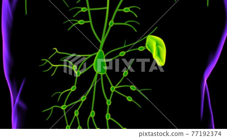 Human Lymph Nodes Anatomy For Medical Concept 3D Rendering Human Lymph Nodes Anatomy For Medical Concept 3D Rendering 77192374